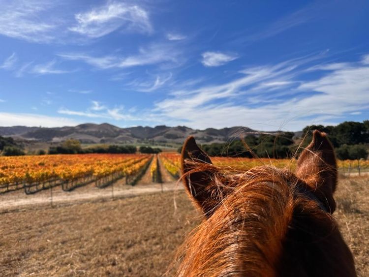 Vineyard Fall Color Ride at KickOn Ranch